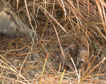 wild boar